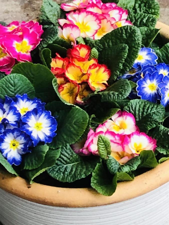 B &B Yuupke Maasbree Noord-Limburg Venlo Roermond Bed & Breakfast Luaran gambar